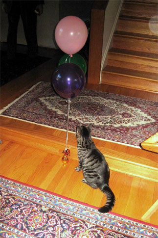 cat-ballon